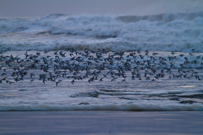 Sanderling And Dunlin In Flight